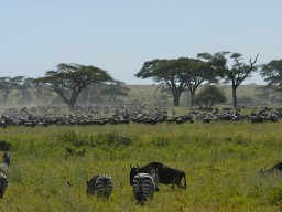 Seronera_and_Lobo2003-022